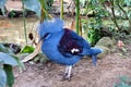 Exotic bird Goura Victoria pigeon near a pond in topical forest Royalty Free Stock Photo