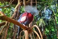 Exotic bird Goura Victoria pigeon on a tree branch in topical forest Royalty Free Stock Photo