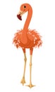 Exotic bird greater flamingo cartoon illustration