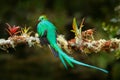 Exotic bird with long tail. Resplendent Quetzal, Pharomachrus mocinno, magnificent sacred green bird from Savegre in Costa Rica. R Royalty Free Stock Photo