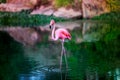 Exotic bird pink flamingo walking in the water in the green pond on sunset