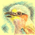 Exotic bird portrait closeup. Hand drawn sketch with ballpen and colored pencils on yellow paper texture. Bitmap