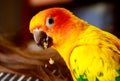 Exotic bird sun conure eating with his foot Royalty Free Stock Photo