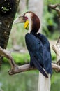 Exotic bird toucan sit on a branch tree. Wildlife Bali, Indonesia