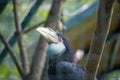 Exotic bird toucan sitting on a tree