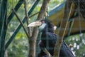 Exotic bird toucan sitting on a tree