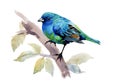 Exotic Bird on Tree Branch on White Background, Watercolor Illustration. Royalty Free Stock Photo