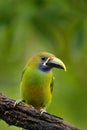 Exotic bird, tropic forest. Small toucan. Blue-throated Toucanet, Aulacorhynchus prasinus, green toucan bird in the nature habitat