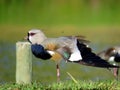 Colorful bird. Vanellus chilensis