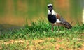 Exotic bird. Vanellus chilensis