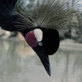 Exotic bird in a zoo in a of the State of Mexico