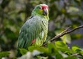 Red-Lored Amazon Parrot in a Costa Rica Tropical Rainforest. Royalty Free Stock Photo
