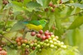 Exotic birds with fruits. Cute birds. Beautiful tanager Blue-naped Chlorophonia, Chlorophonia cyanea, exotic tropical green Royalty Free Stock Photo