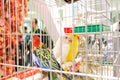 Exotic birds at GRAN Balkan Cup Competition