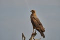 Exotic birds of the Pantanal. Beautiful bird of prey in a tree along the Transpantaneira Royalty Free Stock Photo