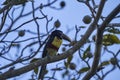 Exotic birds of the Pantanal. collared aracari Pteroglossus torquatus is a toucan a near passerine bird Royalty Free Stock Photo