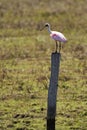 Exotic birds of the Pantanal. The roseate spoonbill Platalea ajaja is a gregarious wading bird of the ibis and spoonbill family Royalty Free Stock Photo