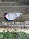 Exotic birds in a Russian zoo.