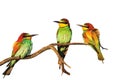 Exotic birds sitting on a branch isolated on a white background Royalty Free Stock Photo