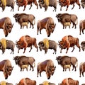 Exotic bison wild animal pattern in a watercolor style.