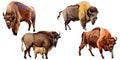 Exotic bison wild animal in a watercolor style isolated.