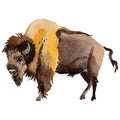 Exotic bison wild animal in a watercolor style isolated.