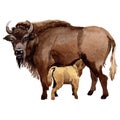 Exotic bison wild animal in a watercolor style isolated.