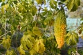 Exotic bitter melon ripening to yellow in late summer