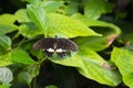 Exotic black butterfly over green leaf in summer garden Royalty Free Stock Photo