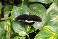 Exotic black butterfly over green leaf in summer garden Royalty Free Stock Photo