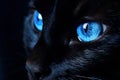 Exotic Black cat blue eyes. Generate Ai Royalty Free Stock Photo