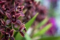 Exotic black orchid flowers Royalty Free Stock Photo