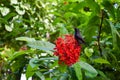 Exotic Black Sun Bird on the Flower Royalty Free Stock Photo