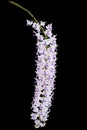 Exotic blooming foxtail orchid, pink spotted on white flower, on black background