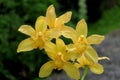 Bunch of yellow equatorial blossom orchid flowers