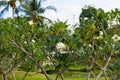 Exotic blossom on tree with white flowers