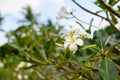 Exotic blossom on tree with white flowers