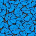 Exotic blue background made of Blue Morpho butterfly`s wing text