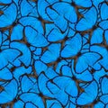 Exotic blue background made of velvet Blue Morpho butterflies,