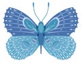 Exotic blue butterfly. Elegant wing ornament moth