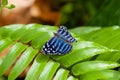 Exotic blue butterfly on the leaf.