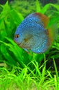 Exotic blue discus fish Royalty Free Stock Photo