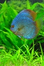 Exotic blue discus fish