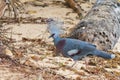 Exotic blue pigeon on the beach