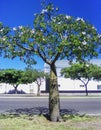 Exotic bottle tree with beautiful white flowers