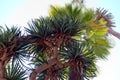 Exotic bouquet of palm trees and aloe