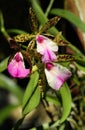 Exotic brassocattleya pink orchid