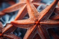 Close up of exotic bright orange starfish with white stripes