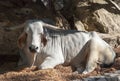 Exotic Bullock With Long Ears