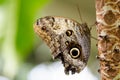 Exotic butterflies extreme macro shots in vibrant colors. Pale o